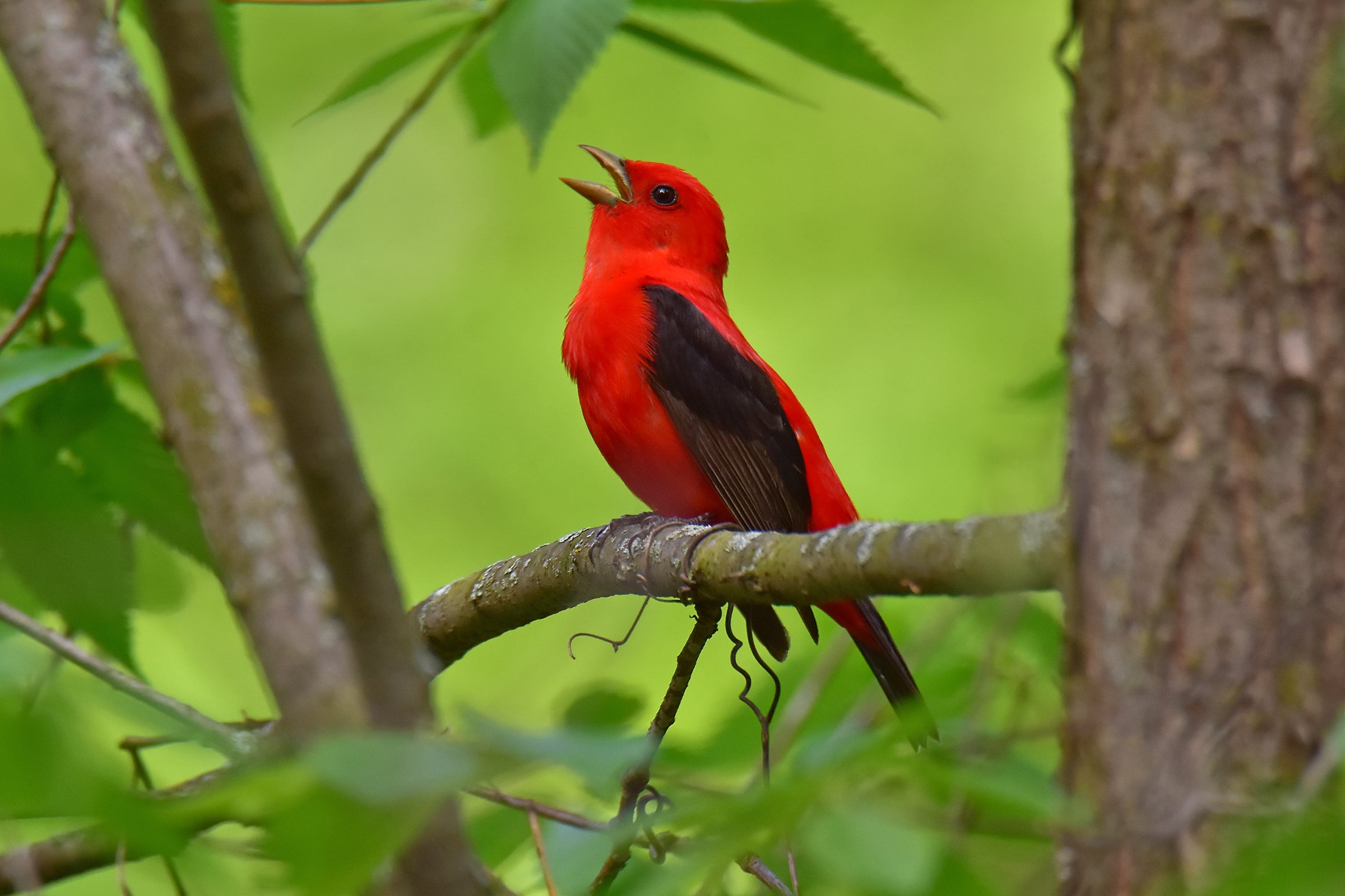 Scarlet Tanager perched, singing